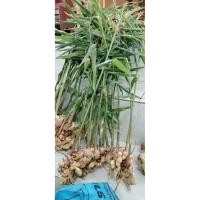 ราคา ขิงแก่ ถอนสดจากไร่ 1 kg (43317580924)
