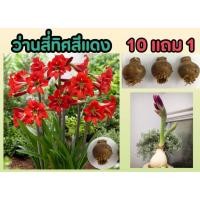 ราคา หัวว่านสี่ทิศ สีแดง ดอกใหญ่สีแดงจัด ดอกไม้ใหญ่ สีสวย ปลอดสารเคมี ปลูกธรรมชาติ พืชสวน ไร่นา ปลูกง่าย ลงดิน ปุ๋ย ออแกนิก (21996402341)