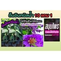 ราคา ต้นอินทนิลน้ำ ต้นไม้ให้ร่มเงา ไม้ยืนต้น ดอกสีชมพู ฟอกอากาศ ไม้มงคล ดอกสีม่วง ผัก ผลไม้ ดิน หิน ปุ๋ย กระถาง สวน สมุนไพร (25519376232)