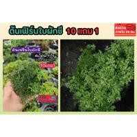 ราคา ต้นเฟิร์นใบผักชี สวนขวด ต้นไม้จัดสวนterrarium ต้นไม้คลุมดิน จัดสวนน้ำตก จัดบ้าน ดินปุ๋ย ธรรมชาติ เมล็ดพันธุ์ ดอกไม้กินได (43510627728)