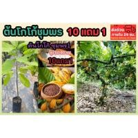 ราคา ต้นโกโก้ชุมพร1 ต้นกล้าเพาะเมล็ด ต้นไม้เศรษฐกิจ ผลไม้ ชอคโกแลตกิ่งตอน ดิน ป่า กระถาง หิน ผัก สมุนไพร เครื่องเทศ ไม้ดอก (44457424672)