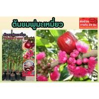 ราคา ต้นชมพู่มะเหมี่ยว สูง1เมตร ต้นใหญ่ ผลไม้ไทยโบราณหายาก ธรรมชาติ วิตามิน ต้นกล้า เพาะเมล็ดกิ่งตอน ดิน ปุ๋ย กระถาง เมล็ด (44257424478)