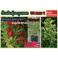 ราคา ต้นพันธุ์มะตูมแขก มะตูมมาเลย์ สะเดาบาเรนห์ สะเดามาเลย์ พริกไทยมพู สตางค์แดง สมุนไพร ขับถ่าย ดีท๊อกซ์ ดิน พืช กระถาง เมล็ (41057436446)