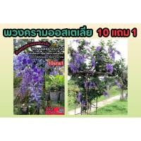 ราคา พวงครามออสเตเลีย ออสเตเรีย สีม่วง ต้นไม้ฟอกอากาศ ต้นไม้เลื้อย ซุ้มดอกไม้ มงคล ต้นกล้า เมล็ดพันธุ์ กิ่งตอน ช่อม่วง ดิน (28356260354)