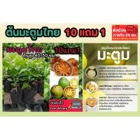 ราคา ต้นมะตูมไทย ต้นไม้สมุนไพรไทยดับร้อน แก้อาการ ต้นกล้า เพาะเมล็ด กิ่งตอน ธรรมาชาติ กระถาง ต้นไม้โบราณหายาก น้ำดื่มแก้ไอ (26688382348)