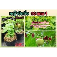 ราคา ต้นผักหวานบ้าน ผักพื้นบ้าน ปลอดสาร สลัด ต้นกล้า เมล็ดพันธุ์ กิ่งชำ ผักหวานป่า ตำลึง สมุนไพรไทย ดิน ปุ๋ย ลำต้น ต้นไม้ปลอม (25535036555)