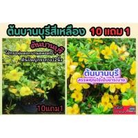 ราคา ต้นบานบุรีสีเหลือง ต้นใหญ่ ต้นไม้ดอกสีเหลือง ต้นไม้เลื้อย ต้นสมุนไพร ซุ้มไม้ จัดสวน แต่งบ้าน ต้นกล้ากิ่งตอน เมล็ดพันธุ์ (29859227890)