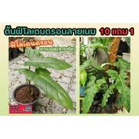 ราคา ต้นฟิโลเดนดรอน ลายเมฆ Philodendron ลายจัดชัดมาก ต้นไม้ฟอกอากาศ ไม้ด่าง สวน แต่งบ้าน จัดสวน ปุ๋ย กระถาง ไม้สวน (29707222252)