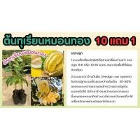 ราคา ต้นทุเรียนหมอนทอง เสียบยอด จันทบุรี สูง 75 ซม 1เมตร ราชินีผลไม้ ผักสวนครัว ก้านยาวมูซันคิง เพาะเมล็ด ต้นกล้าไม้ สลัด (29654782849)