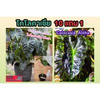 ราคา โคโลคาเซีย อโลฮ่า Colocasia Aloha ต้นไม้ บอนนอก บอนสี ต้นไม้สีดำ ฟอกอากาศ ไม้มงคล ตกแต่งสวน ดิน ปุ๋ย แต่งบ้าน (29507213946)