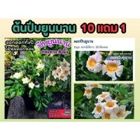 ราคา ต้นปีบยูนนาน ดอกหอมตลอดทั้งวันมั้งคืน ดอกสีขาว ดอกสีอมชมพู ทรงพุ่ม มงคล ดิน ปุ๋ย กระถาง ผัก ต้นไม้ ต้นกล้า เมล็ดพันธ์ุ (29154777562)