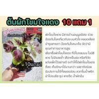 ราคา ต้นผักโขมใจแดง ผักขมแดง ผุกโขมกระ ผักสลัด กล้าไม้ ต้น เมล็ดพันธุ์ สมุนไพร เครื่องเทศ ใบแดง เรดลีฟ ดิน ปุ๋ย สวน ชอบแดด (29104781495)