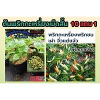 ราคา ต้นพริกกะเหรี่ยงเม็ดสั้น ต้นกล้า ผักสวนครัว พริกจินดา พริกขี้หนูสวน พริกกระเหรียง ผักสมุนไพรไทย น้ำพริก เมล็ดพันธุ์ไม้ (28904998092)