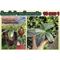 ราคา ต้นหม้อข้าวหม้อแกงลิง ต้นไม้กินแมลง สวนถาด เทอราเลี่ยม Terrarium มอส เฟริน น้ำตก สวนขวด หินดิน โหลแก้ว ต้นไม้ ธรรมชาติ (28869598504)