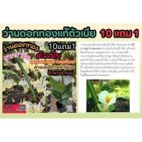 ราคา ว่านดอกทองแท้ตัวเมีย รากราคะ มหาเสน่ห์ ว่านดอกทองเขมร พระเครื่อง เครื่องราง ของขลัง เมตามหานิยม สามยมู สุริยเทพ ตัวผู้ (28206625804)