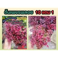 ราคา ต้นเพชรพลอย กระถาง 6 นิ้ว ใบสวยชอบแดด แดงชาลี มณีล้อมเพชร ต้นไม้คลุมดิน สีแดงจัดสวน แต่งบ้าน ผักสลัดต้นกล้า เมล็ดพันธุ์ (28054814226)