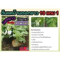 ราคา ต้นแคบ้านดอกขาว ต้นสายพันธุ์เตี้ย ผักสวนครัว ต้นกล้าไม้ สลัด น้ำพริก สมุนไพร ดับกลิ่นปาก ปุ๋ย ดิน กระถาง จัดสวน สด แคนา (26954777258)