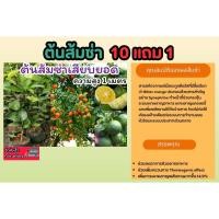 ราคา ต้นส้มซ่า สูง 1 เมตร ผลไม้โบราณ ต้นไม้มงคล หายาก เสียบยอด ผักสวนครัว มะนาว ส้ม สมุนไพร ไทย แก้อาการเจ็บคอ ปุ๋ย (26906623012)