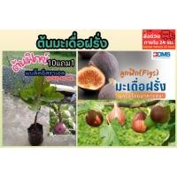 ราคา ต้นมะเดื่อฝรั่ง พันธุ์แบล็คอิสราเอล ต้นฟิกซ์ มะเดื่อฝรั่ง ผลไม้หายาก ต้นไม้ ไม้มงคล ฟอกอากาศ ปลูกง่าย ปลอดสาร (26456623790)