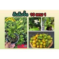 ราคา ต้นส้มจี๊ด ส้มมะมะปิ๊ด กระถาง 6 นิ้ว ผลไม้ มะนาว มะนาวแป้น ส้ม ส้มซ่า ผักสวนครัว ผักสลัด ดิน หิน ปุ๋ย กระถาง ธรรมชาติ (26120405299)