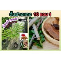 ราคา ต้นฝางแดง ฝาง ฝางเสน ตำรับยา สมุนไพรอภัยภูเบศน์ บำรุงเลือดไกลเวียน ผักสวนครัว ผลไม้ โบราณ จัดสวน แแต่งบ้าน ชาสมุนไพร (25921568755)