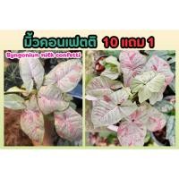 ราคา Syngonium milk confetti มิ้วคอนเฟตติ ต้นเงินไหลมา ไม้ด่าง ไม้สะสม ต้นไม้ฟอกอากาศ สวน แต่งบ้าน จัดสวน ปุ๋ย ดิน กระถาง (25919800667)