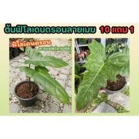 ราคา ต้นฟิโลเดนดรอน ลายเมฆ Philodendron ต้นไม้ฟอกอากาศ ลายจัดชัดมาก ไม้ด่าง สวน แต่งบ้าน จัดสวน ดิน ปุ๋ย กระถาง (25919367314)