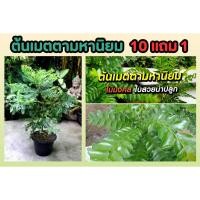 ราคา ต้นเมตตามหานิยม เสริมโชคลาภ การงาน การเงิน ไม้มงคลปลูกในบ้าน ความรัก ต้นไม้ฟอกอากาศ ผักสวนครัว ผลไม้ ปุ๋ย หิน กระถาง (25869979677)