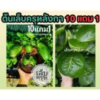 ราคา ต้นเ ล็บครุฑลังกา ต้นไม้ สวนครัว จานธรรมชาติ ไม้ประดับ สมุนไพร ฟอกอากาศ สวน จัดสวน แต่งบ้าน ผลไม้ ดิน ปุ๋ยปลอดสารเคมี (25869226586)