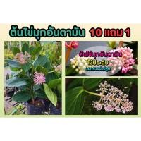 ราคา ต้นไข่มุกอันดามัน ดอกไม้อายุยืน ไม้ประดับไม้มงคล ดอกสีชมพู ต้นไม้ ยืนต้น แต่งสวน แต่งบ้าน ไม้ดอก ไม้ประดับ ธรรมชาติ (25818987732)