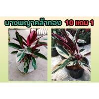 ราคา นางพญาคล้าทอง ต้นไม้มงคล ต้นไม้ในร่ม ไม้คลุมดิน ประดับ ตกแต่ง มงคล จัดสวน พืช ดิน หิน ปลูกง่าย ธรรมชาติ ทนแดด ทนฝน (25769635232)