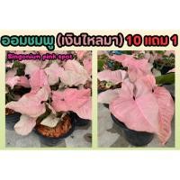 ราคา ออมชมพู เงินไหลมา Singonium pink spot ด่าง ด่างชมพู ต้นไม้ฟอกอากาศ ปลูกในบ้าน แต่งบ้าน จัดสวน ไม้มงคล ดิน ปุ๋ย สวนครัว (25720111441)