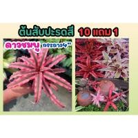 ราคา ต้นสับปะรดสี ดาวชมพู ต้นไม้ในกระถาง 4 นิ้ว ไม้ประดับ ต้นไม้ ฟอกอากาศ สวน จัดสวน สมุนไพร แต่งบ้าน ดิน หิน ปุ๋ย พืช (25719991733)