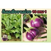 ราคา ต้นมะเขือจานม่วง ผักอินทรีย์ ถุงชำ 6 นิ้ว ผักสวนครัว ปลอดสาร ออแกนิก ธรรมชาติ ปลูกง่าย ผลไม้ พืช ต้นไม้ จัดสวน แต่งบ้าน (25675739834)