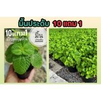 ราคา มิ้นประดับ 1 สะระแหน่ แต่งสวน ต้นไม้พืชคลุมดิน ไม้มงคล ไม้ในร่ม จัดบ้าน แต่งสวน ต้นไม้มงคล เมล็ด ต้นกล้า ปุ๋ย กระถาง (25671251093)