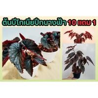 ราคา ต้นบีโกเนียปีกนางฟ้า มังกรแดง Begonia บีโกเนียลำ ไม้ประดับในร่ม จัดสวน แต่งบ้าน สวน สนามหญ้า ปุ๋ย ดิน ตกแต่ง (25669760845)