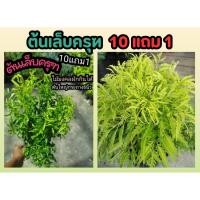 ราคา ต้นเล็บครุฑ ยาสมุนไพรไทยพื้นบ้าน ผักสวนครัวกินกับขนมจีน จิ้มน้ำพริก ผักสวนครัว ต้นไม้ ตำรับยาโบราณ อภัยภูเบศร์ ปลอดสาร (25668384553)