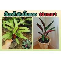 ราคา ต้นคล้าริบบิ้นแดง คาลาเทีย ต้นไม้ ฟอกอากาศ รูฟิบาร์บา คล้าริบบิ้น จัดสวน ตกแต่งบ้าน ปุ๋ย ดิน กระถาง ไม้มงคล (25620163941)