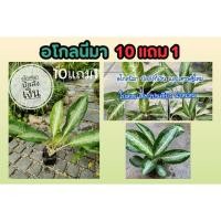 ราคา อโกลนีมา บัลลังเงิน ต้นใหญ่ ไม้มงคล ไม้ประดับ ตกแต่งสวน ตกแต่งบ้าน ต้นไม้มงคล ปลูกง่าย ต้นแข็งแรง ดิน พืชผักสวนครัว (25608483322)
