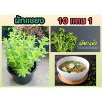 ราคา ผักแขยง ผักกะแยง ผักสวนครัว ผักพื้นบ้าน ผักสด ต้นไม้ จัดสวน ผักอีสาน อินทรีย์ ปลอดสาร ปุ๋ย ดิน กระถาง ไม้ดอก ไม้ประดับ (25571416437)