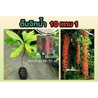 ราคา ต้นจิกน้ำ ต้นไม้มงคล ไม้ฟอกอากาศ ไม้ยืนต้น ไม้ป่า ไม้ดอก ดินปุ๋ย ผักพื้นบ้าน สมุนไพรไทย ไม้ประดับ สวน แต่งบ้าน ธรรมชาติ (25571381111)