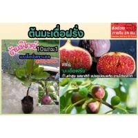 ราคา ต้นมะเดื่อฝรั่ง พันธุ์แบล็คอิสราเอล ปลอดสาร ต้นฟิกซ์ ผลไม้ มะเดื่อฝรั่ง สวนครัว ผัก ต้นไม้ ไม้มงคล ฟอกอากาศ สลัด (25571010186)