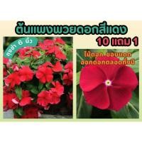 ราคา ต้นแพงพวยดอกสีแดง ในถุงชำ 6 นิ้ว จัดสวน แต่งบ้าน ปูหญ้า หญ้าสนาม ไม้แดด ดอกสีแดง ดอกไม้กินได้ ผักสลัด สวนครัว ธรรมชาติ (25426077987)
