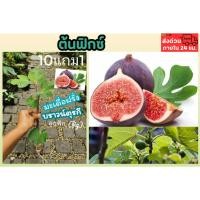 ราคา ต้นฟิก ต้นมะเดื่อฝรั่ง บราวน์ตุรกี กิ่งตอนรากแน่น brown turkey fig tree small size ผลไม้ทานได้ บ้าน สวน ตกแต่ง (25421003896)