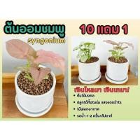ราคา ต้นออมชมพู syngonium ต้นไม้ แต่งบ้าน แต่งสวน ฟอกอากาศ ไม้ด่าง ต้นเงินไหลมาเทมา ปลูกแล้วรวย กระถาง ไม้ดอก (25369621838)