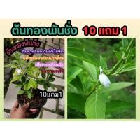 ราคา ต้นทองพันชั่ง ต้นไม้สมุนไพร รักษามะเร็ง สมุนไพรพื้นบ้าน แก้กลากเกลื้อน ลดความดัน โบราณ ผัก ตำรับยาอภัยภูเบศน์ สวนครัว (25319371288)