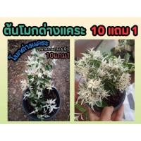 ราคา ต้นโมกด่างแคระ โมกด่างขาว ขนาดกระถาง6 นิ้ว บอนไซ ฟอกอากาศ ไม้มงคล ต้นไม้ด่าง จัดสวน แต่งบ้าน ดิน หิน ปุ๋ย ไม้แดด ผัก ยา (25319248843)