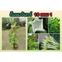 ราคา ต้นชมจันทร์ ดอกชมจันทร์ ดอกไม้กินได้ ดอกไม้จีน ผักสวนครัว ผลไม้ สมุนไพรไทย อภัยภูเบศน์ ต้นไม้ จัดสวนแต่งบ้าน ผักปลอดสาร (25272017078)