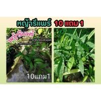 ราคา หญ้ารีแพร์ หญ้าฮี๋หยุม ยาสมุนไพร แผนโบราณ ต้นไม้สมุนไพรไทย อภัยภูเบศน์ รักษา ป้องกัน มดลูก ผิวสวย ผักสวนครัว ดิน ปุ๋ย (25271708218)