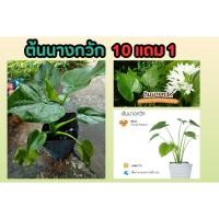 ราคา ต้นนางกวัก กวักใบโพธิ์ กวักเงิน กวักทอง ฟอกอากาศ ว่านมงคล ดิน ปุ๋ย ไม้ด่าง กระถาง สวน แต่งบ้าน แต่งสวน ไม้มงคล (25270082436)